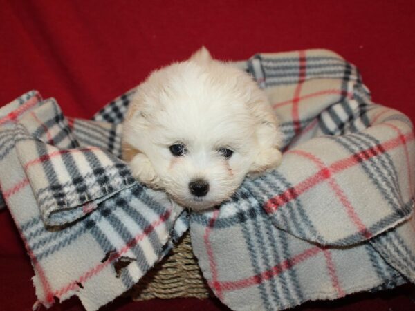 Shipom DOG Female Creme 19205 Petland Rome, Georgia