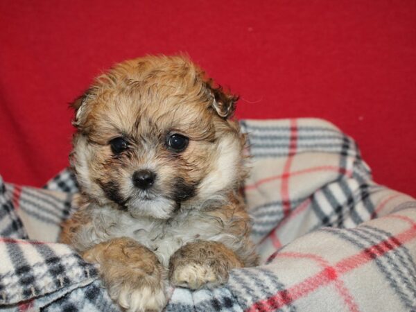 Shipom-DOG-Male-Red-19204-Petland Rome, Georgia