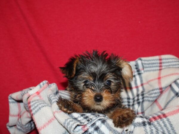 Yorkshire Terrier DOG Male Blk&Tan 19211 Petland Rome, Georgia