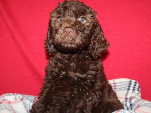 Springerdoodle DOG Female Brown 19197 Petland Rome, Georgia