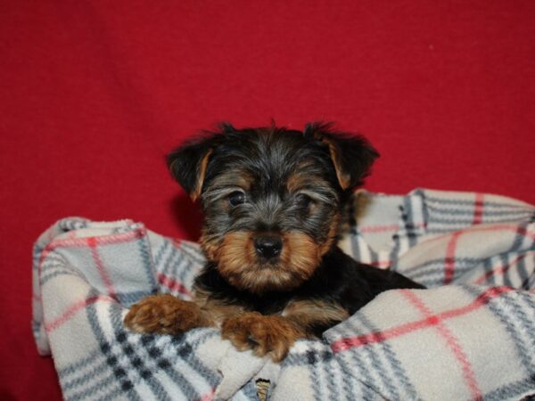 Yorkshire Terrier DOG Male BLK TAN 19200 Petland Rome, Georgia