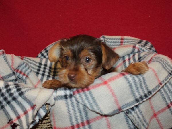 Yorkshire Terrier DOG Male BLK TAN 19201 Petland Rome, Georgia