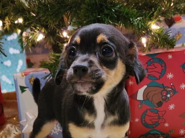 Chiweenie-DOG-Female-black/tan-8669-Petland Rome, Georgia