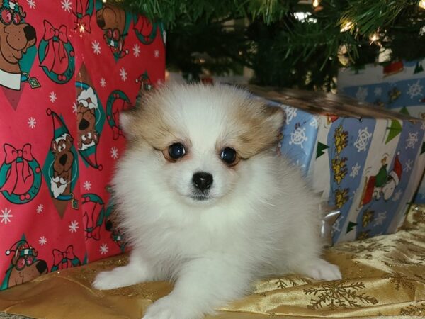 Pomeranian DOG Female SABLE WH 19219 Petland Rome, Georgia