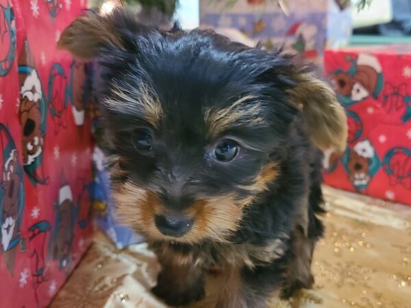 Yorkshire Terrier DOG Male BLACK-TAN 19215 Petland Rome, Georgia