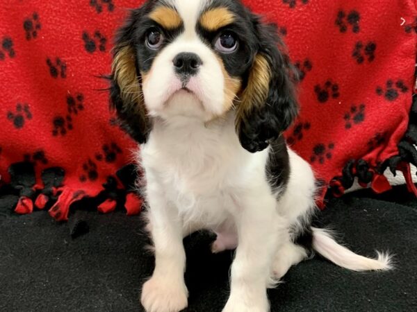 Cavalier King Charles Spaniel DOG Male TRI 8647 Petland Rome, Georgia