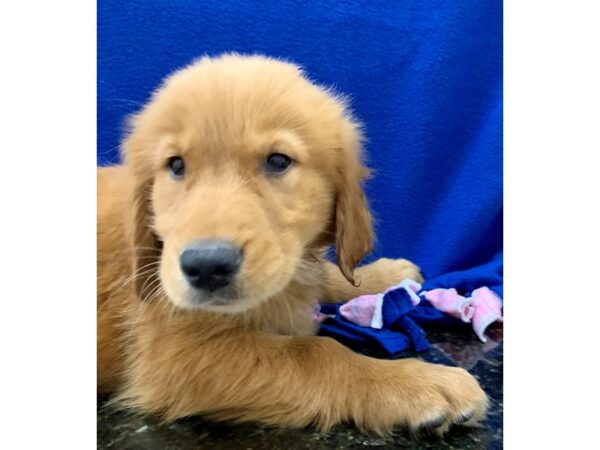 Golden Retriever DOG Male Golden 8659 Petland Rome, Georgia