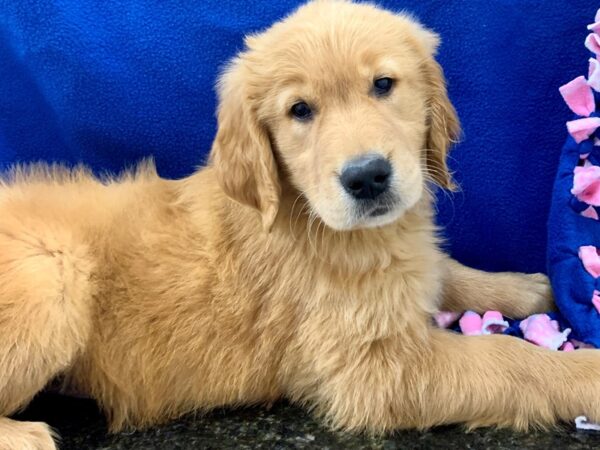 Golden Retriever DOG Female Golden 8660 Petland Rome, Georgia