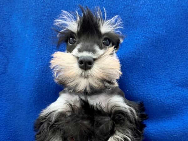 Miniature Schnauzer DOG Female BLK SILVER 8648 Petland Rome, Georgia