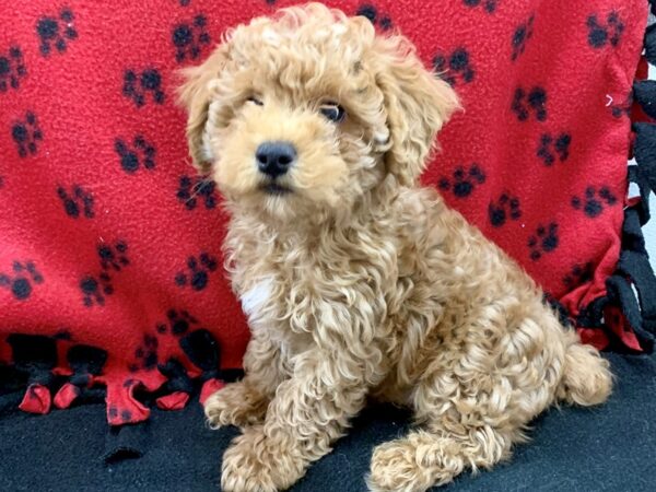 Poodle DOG Male Red 8650 Petland Rome, Georgia