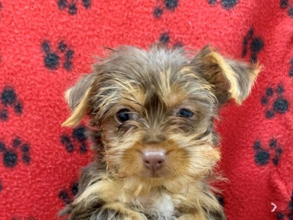 Yorkshire Terrier DOG Female CHOC TAN 8643 Petland Rome, Georgia