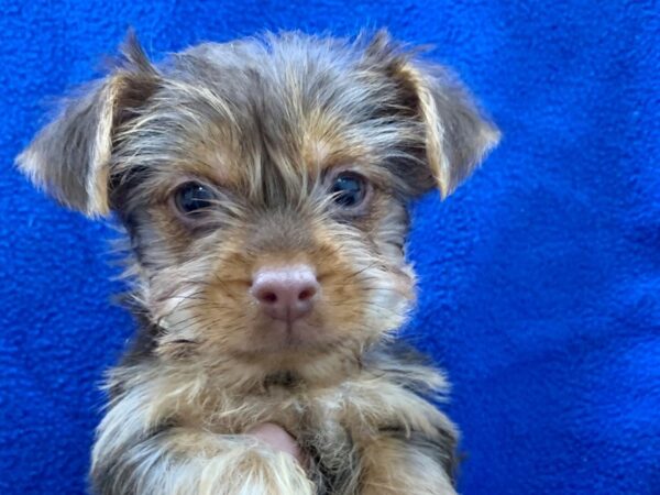 Yorkshire Terrier DOG Male BLK TAN 8644 Petland Rome, Georgia