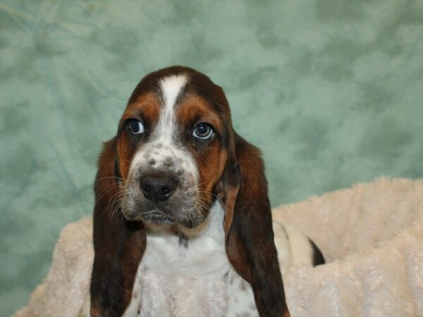 Basset Hound DOG Male Black White and Tan 19224 Petland Rome, Georgia