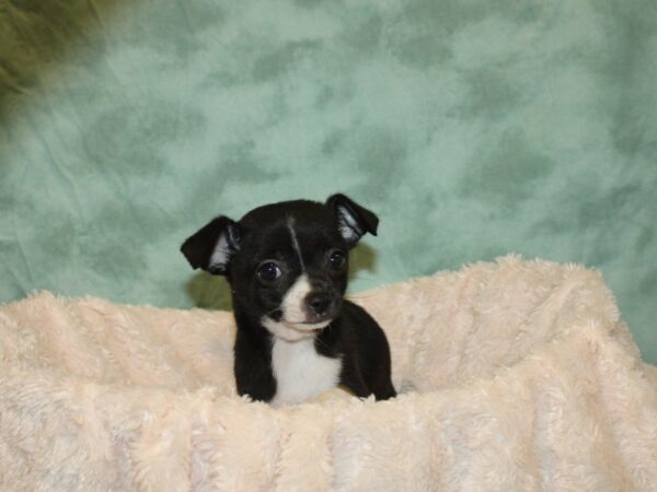 Chihuahua DOG Male Black and White 19226 Petland Rome, Georgia