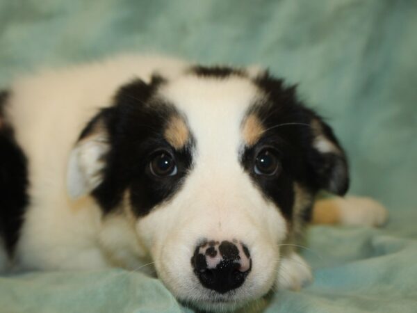 Border Collie-DOG-Female-Black Red and White-8670-Petland Rome, Georgia