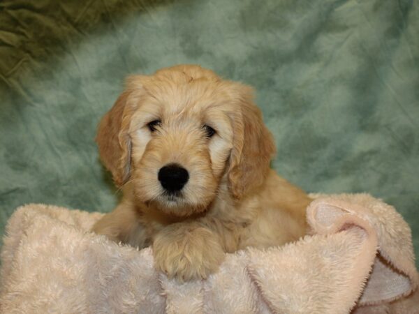 Goldendoodle DOG Female Golden 8671 Petland Rome, Georgia