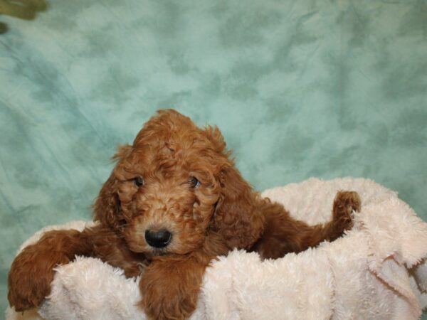 F2 STANDARD GOLDENDOODLE DOG Female Dark Red 19228 Petland Rome, Georgia