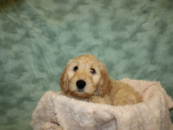 Goldendoodle DOG Female Golden 8672 Petland Rome, Georgia