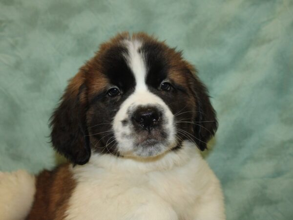 Saint Bernard DOG Male Sable & White 19227 Petland Rome, Georgia