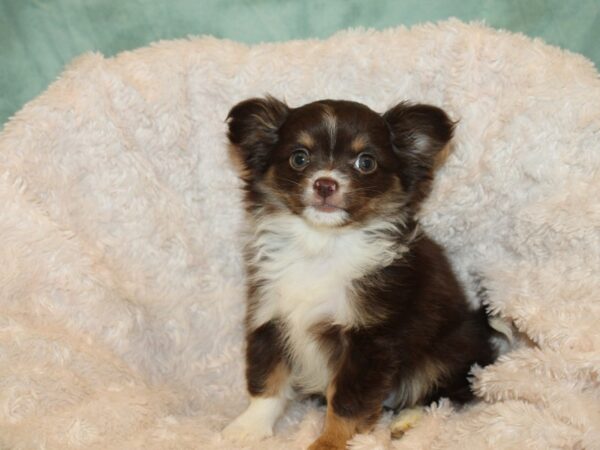 Chihuahua DOG Male CHOC WHITE 19242 Petland Rome, Georgia