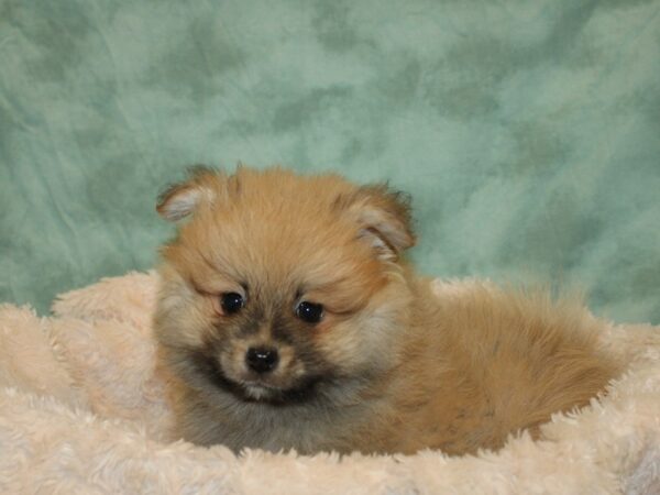 Pomeranian DOG Male Red Sable 8674 Petland Rome, Georgia