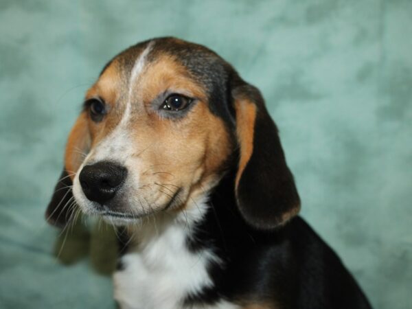 Beagle Mix DOG Male Black and Brown 19169 Petland Rome, Georgia