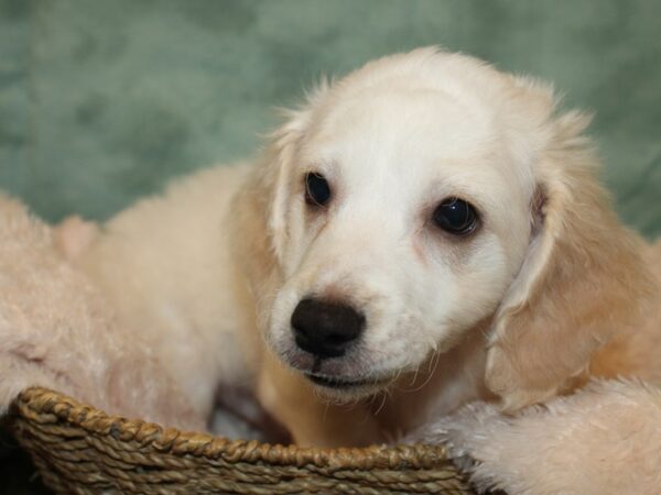 Bichon Frise DOG Male White 19192 Petland Rome, Georgia