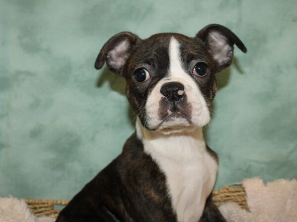 Boston Terrier DOG Male Brindle and White 19185 Petland Rome, Georgia