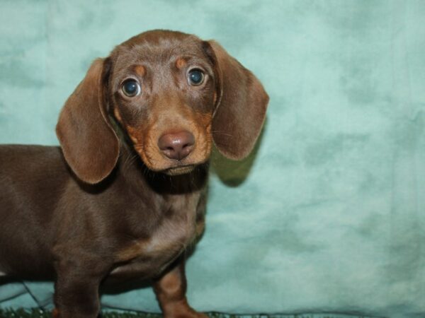 Dachshund DOG Male Chocolate 19189 Petland Rome, Georgia