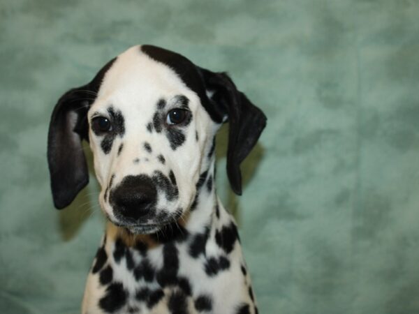 Dalmatian DOG Female Blk&Wht 19206 Petland Rome, Georgia