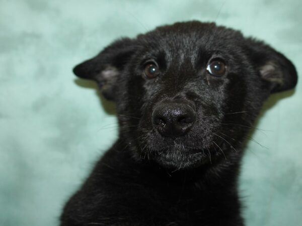 German Shepherd DOG Female Black Tan 19182 Petland Rome, Georgia