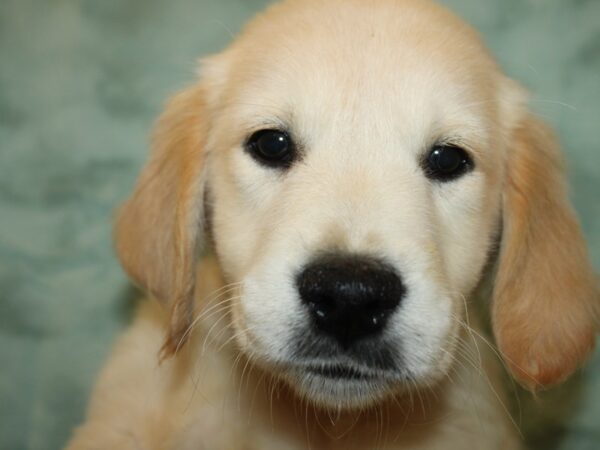 Golden Retriever DOG Female Golden 19213 Petland Rome, Georgia