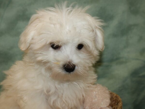 Maltese DOG Male WH 19217 Petland Rome, Georgia