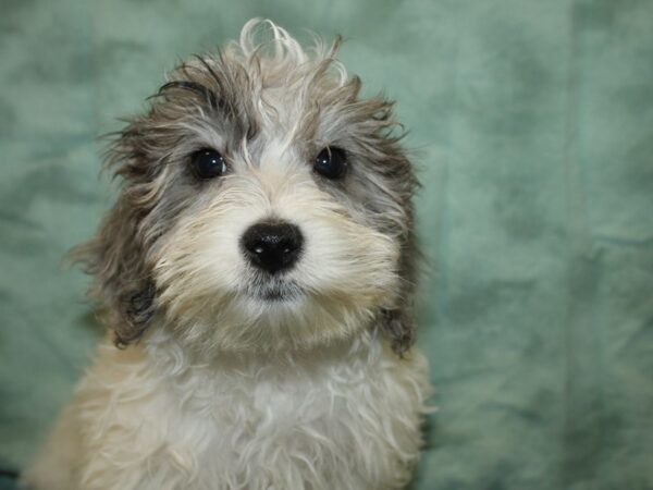 Malti Poo-DOG-Male-BLUE MERLE PARTI-19176-Petland Rome, Georgia