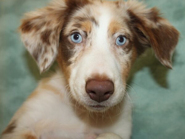 Miniature Australian Shepherd DOG Female RED MERLE 19150 Petland Rome, Georgia