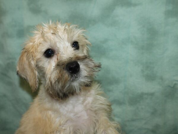 Miniature Schnauzer DOG Female BROWN WHITE 19180 Petland Rome, Georgia