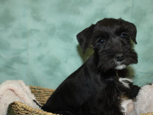 Miniature Schnauzer DOG Female BLK WHITE 19214 Petland Rome, Georgia