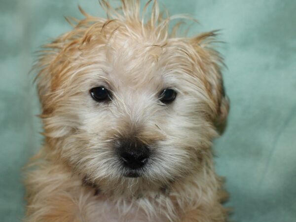 Morkie DOG Male BEIGE 19177 Petland Rome, Georgia