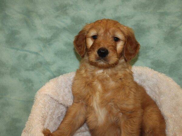 Goldendoodle DOG Male Red 19236 Petland Rome, Georgia