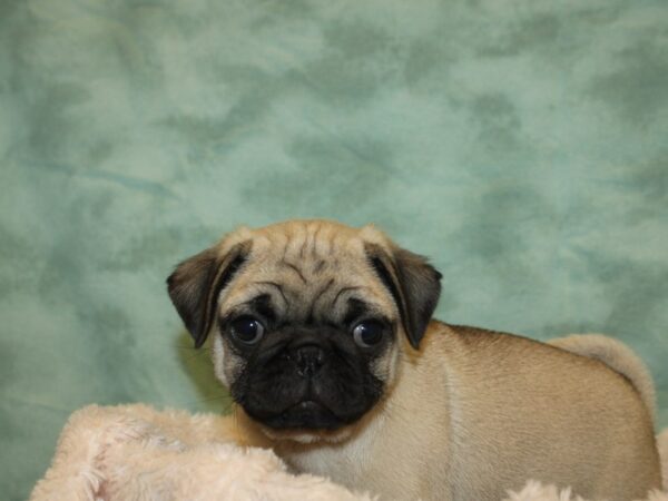 Pug DOG Male FAWN 19233 Petland Rome, Georgia