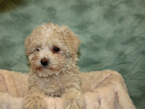 Havapoo DOG Female LIGHT RED 19232 Petland Rome, Georgia