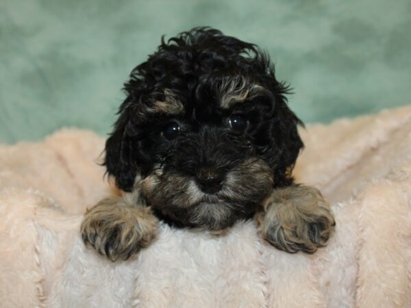 Havapoo-DOG-Female-BLK TAN-8677-Petland Rome, Georgia