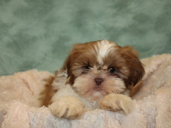 Shih Tzu DOG Male BROWN WHITE 19238 Petland Rome, Georgia