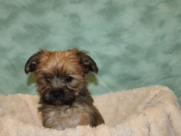 Morkie-DOG-Female-BIEGE-8681-Petland Rome, Georgia