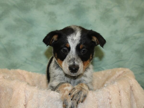 Blue Heeler-DOG-Male-Blue Merle-19239-Petland Rome, Georgia