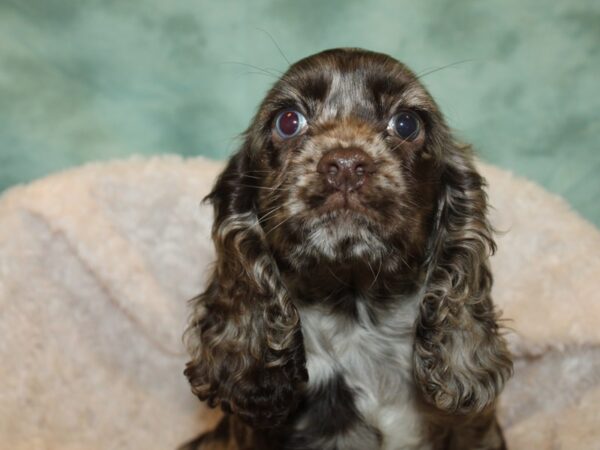 Cocker Spaniel DOG Female CHOC MERLE 19237 Petland Rome, Georgia