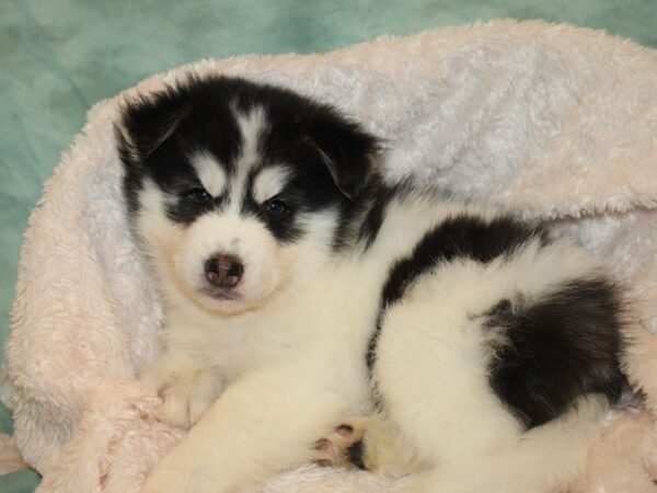 Pomsky DOG Male BLK WHITE 8679 Petland Rome, Georgia