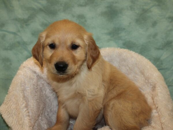 Golden Retriever DOG Male Red 8685 Petland Rome, Georgia