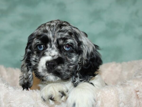 Cocker Spaniel DOG Female BLUE MERLE 19244 Petland Rome, Georgia