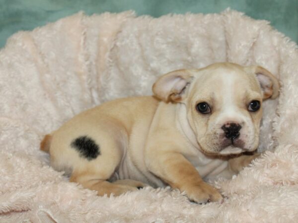 French Bulldog DOG Male Fawn 19246 Petland Rome, Georgia